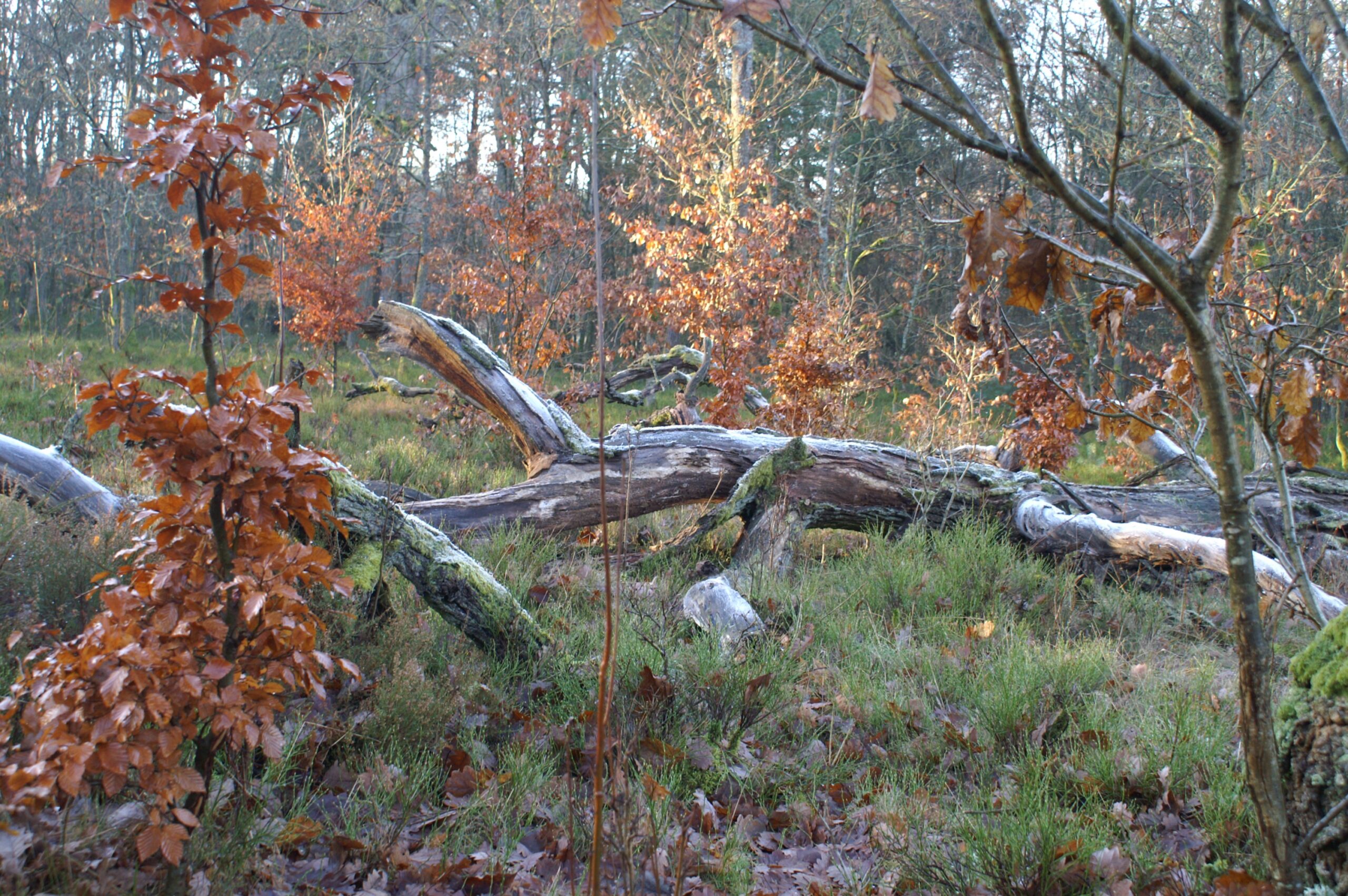 Traditionelle Silvesterwanderung